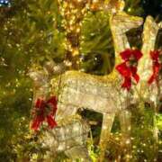 ヒメ日記 2024/12/11 07:31 投稿 まいこ 木更津人妻花壇