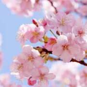 ヒメ日記 2025/04/12 14:11 投稿 まいこ 木更津人妻花壇