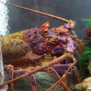 ヒメ日記 2026/01/31 16:23 投稿 まいこ 木更津人妻花壇