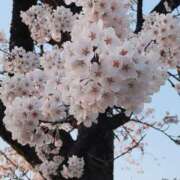 ヒメ日記 2026/04/09 17:47 投稿 まいこ 木更津人妻花壇