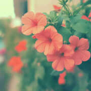 ヒメ日記 2025/03/10 11:53 投稿 かんな若奥 未熟な若奥