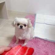 ヒメ日記 2026/01/15 08:58 投稿 みお チューリップ土浦店