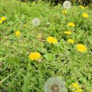 ヒメ日記 2025/04/09 17:36 投稿 なおこ ハピネス東京 吉原店