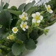 ヒメ日記 2025/05/31 01:26 投稿 なおこ ハピネス東京 吉原店