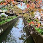 ヒメ日記 2025/11/01 23:36 投稿 なおこ ハピネス東京 吉原店