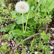 ヒメ日記 2026/04/18 06:16 投稿 なおこ ハピネス東京 吉原店