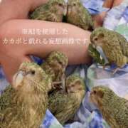 ヒメ日記 2026/07/29 10:29 投稿 なおこ ハピネス東京 吉原店