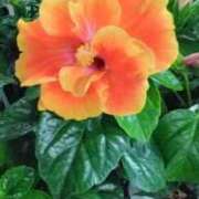 さら 出勤❦ 宮崎ちゃんこ都城店