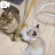 ヒメ日記 2025/11/15 16:08 投稿 おひめ IRIS一宮