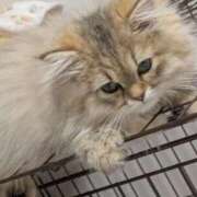 ヒメ日記 2025/12/07 16:18 投稿 おひめ IRIS一宮