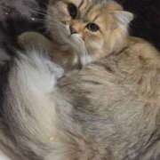 ヒメ日記 2025/12/11 00:20 投稿 おひめ IRIS一宮