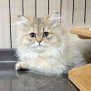 ヒメ日記 2025/12/15 18:19 投稿 おひめ IRIS一宮