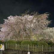 まなみ奥様 京都の夜桜 デザイア日本橋