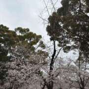 ヒメ日記 2025/04/03 16:02 投稿 葵/あおい　centu STYLISH BACH