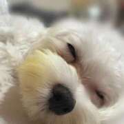 ヒメ日記 2025/09/26 17:02 投稿 葵/あおい　centu STYLISH BACH