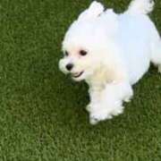 ヒメ日記 2025/10/27 18:57 投稿 葵/あおい　centu STYLISH BACH