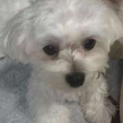 ヒメ日記 2025/11/13 17:42 投稿 葵/あおい　centu STYLISH BACH