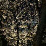 ヒメ日記 2026/03/24 08:46 投稿 葵/あおい　centu STYLISH BACH