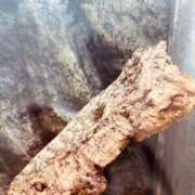 ヒメ日記 2025/04/29 12:42 投稿 吉永　かのん ソープランド蜜 人妻・美熟女専門店