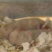 ヒメ日記 2025/10/23 10:42 投稿 吉永　かのん ソープランド蜜 人妻・美熟女専門店