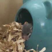 ヒメ日記 2026/01/04 12:42 投稿 吉永　かのん ソープランド蜜 人妻・美熟女専門店