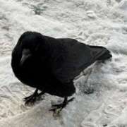 ヒメ日記 2026/01/31 17:48 投稿 吉永　かのん ソープランド蜜 人妻・美熟女専門店