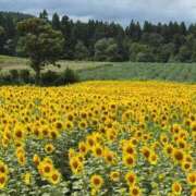 ヒメ日記 2025/08/19 08:48 投稿 川辺琴子 五十路マダム 新潟店(カサブランカグループ)