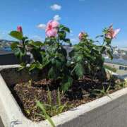 ヒメ日記 2025/08/02 11:48 投稿 けい 熟女家 豊中蛍池店