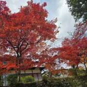 ヒメ日記 2025/11/19 06:16 投稿 みゆき カワサキ EROTIC