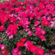 ヒメ日記 2025/05/03 09:40 投稿 さちか 熟女家 十三店