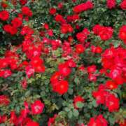 ヒメ日記 2025/05/05 09:42 投稿 さちか 熟女家 十三店