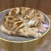 ヒメ日記 2025/10/05 21:33 投稿 あん プリティラビット