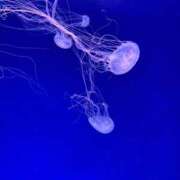 ヒメ日記 2025/09/27 10:38 投稿 めい 秋葉原コスプレ学園(AKG)