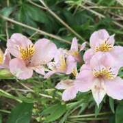 ヒメ日記 2024/12/20 11:17 投稿 永井 あなたに逢いたくて