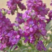 ヒメ日記 2025/02/18 23:47 投稿 永井 あなたに逢いたくて