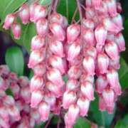 ヒメ日記 2025/03/10 12:37 投稿 永井 あなたに逢いたくて