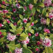 ヒメ日記 2025/03/18 15:57 投稿 永井 あなたに逢いたくて