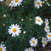 ヒメ日記 2025/03/23 19:27 投稿 永井 あなたに逢いたくて