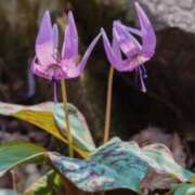 ヒメ日記 2025/03/24 21:37 投稿 永井 あなたに逢いたくて