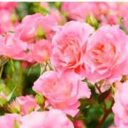 ヒメ日記 2025/04/16 13:07 投稿 永井 あなたに逢いたくて