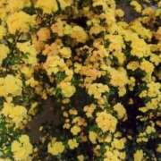 ヒメ日記 2025/04/21 08:57 投稿 永井 あなたに逢いたくて