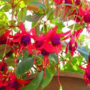 ヒメ日記 2025/04/26 09:57 投稿 永井 あなたに逢いたくて