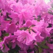 ヒメ日記 2025/04/29 10:47 投稿 永井 あなたに逢いたくて