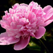 ヒメ日記 2025/05/15 07:37 投稿 永井 あなたに逢いたくて