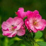 ヒメ日記 2025/05/30 00:17 投稿 永井 あなたに逢いたくて