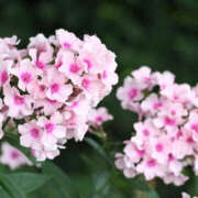 ヒメ日記 2025/06/05 08:47 投稿 永井 あなたに逢いたくて