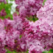 ヒメ日記 2025/06/13 11:07 投稿 永井 あなたに逢いたくて