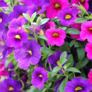 ヒメ日記 2025/06/21 11:37 投稿 永井 あなたに逢いたくて