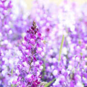 ヒメ日記 2025/07/13 08:38 投稿 永井 あなたに逢いたくて