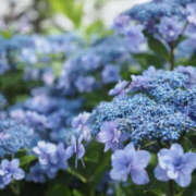 ヒメ日記 2025/07/14 07:07 投稿 永井 あなたに逢いたくて